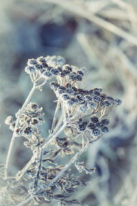 Frostige Schönheit: Blütenstände des Rainfarns mit Raureif und Eiskristallen Frostige Schönheit: Blütenstände des Rainfarns mit Raureif und Eiskristallen